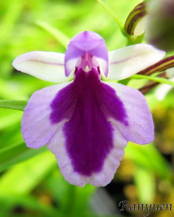 アワチドリ・夢ちどり 蘭裕園 Ranyuen