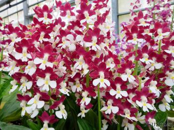 エビネ 蘭裕園 Ranyuen