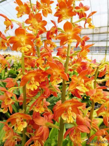 エビネ 蘭裕園 Ranyuen