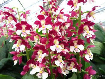 エビネ 蘭裕園 Ranyuen