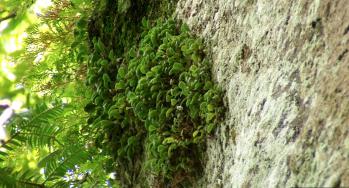 ムギラン 蘭裕園 Ranyuen