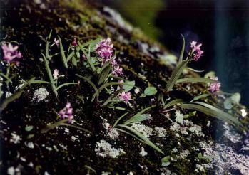 アワチドリ自生 蘭裕園 Ranyuen