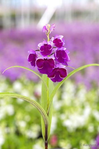 アワチドリ・夢ちどり 蘭裕園 Ranyuen