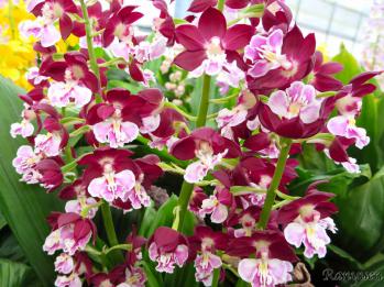 エビネ 蘭裕園 Ranyuen