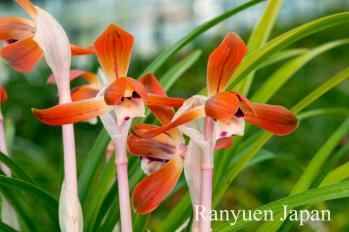 春蘭 蘭裕園 Ranyuen