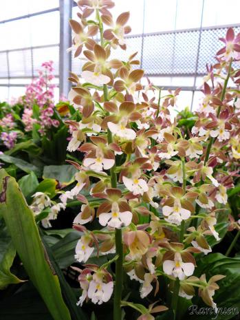 エビネ 蘭裕園 Ranyuen