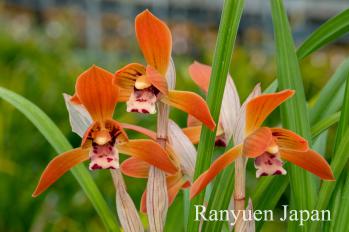 春蘭 蘭裕園 Ranyuen