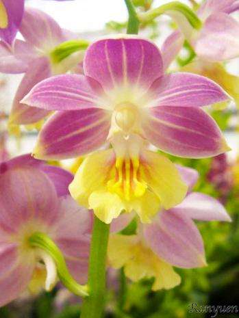 エビネ 蘭裕園 Ranyuen