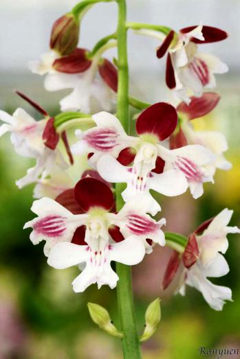 エビネ 蘭裕園 Ranyuen