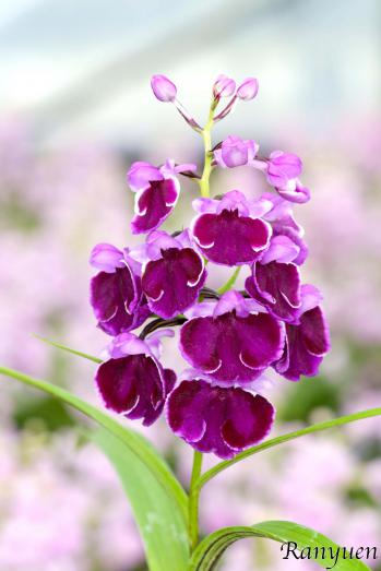 アワチドリ・夢ちどり 蘭裕園 Ranyuen