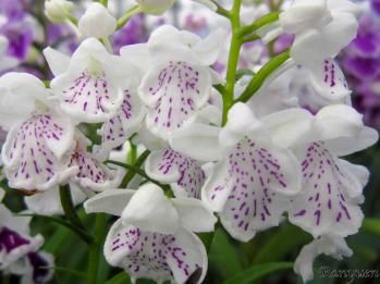 アワチドリ・夢ちどり 蘭裕園 Ranyuen