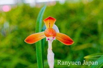 春蘭 蘭裕園 Ranyuen