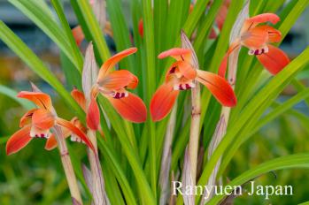 春蘭 蘭裕園 Ranyuen