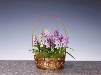 蘭裕園スタイル 蘭裕園 Ranyuen