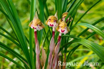 春蘭 蘭裕園 Ranyuen