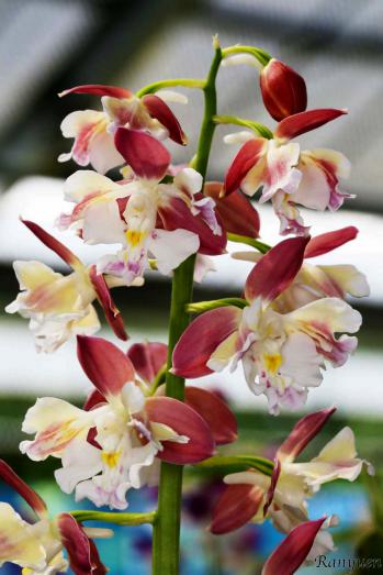 エビネ 蘭裕園 Ranyuen