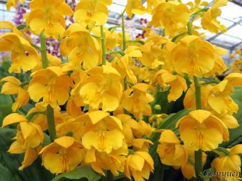 エビネ 蘭裕園 Ranyuen