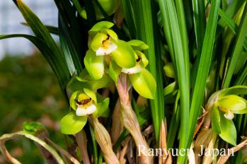 春蘭 蘭裕園 Ranyuen