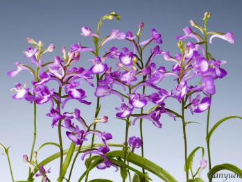 アワチドリ・夢ちどり 蘭裕園 Ranyuen