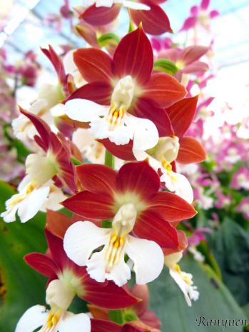 エビネ 蘭裕園 Ranyuen