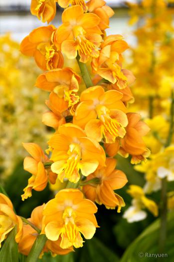 エビネ 蘭裕園 Ranyuen