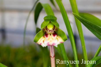 春蘭 蘭裕園 Ranyuen