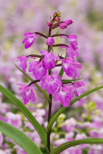 アワチドリ・夢ちどり 蘭裕園 Ranyuen