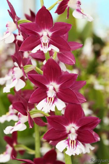 エビネ 蘭裕園 Ranyuen