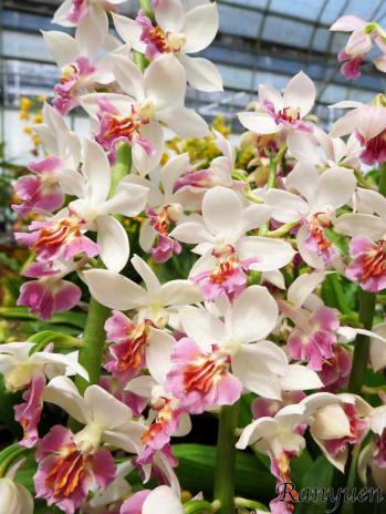 エビネ 蘭裕園 Ranyuen