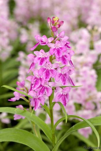 アワチドリ・夢ちどり 蘭裕園 Ranyuen