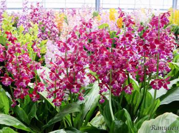 エビネ 蘭裕園 Ranyuen