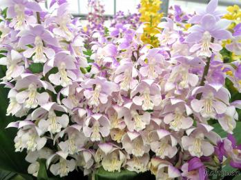 エビネ 蘭裕園 Ranyuen