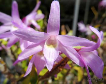 セッコク 蘭裕園 Ranyuen