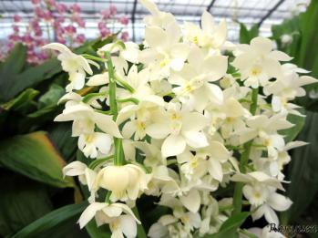 エビネ 蘭裕園 Ranyuen