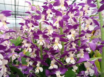 エビネ 蘭裕園 Ranyuen