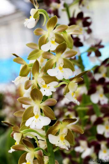 エビネ 蘭裕園 Ranyuen