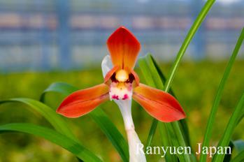 春蘭 蘭裕園 Ranyuen