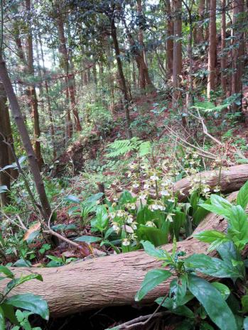 ジエビネ 蘭裕園 Ranyuen