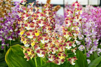 エビネ 蘭裕園 Ranyuen