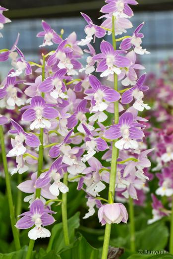 エビネ 蘭裕園 Ranyuen