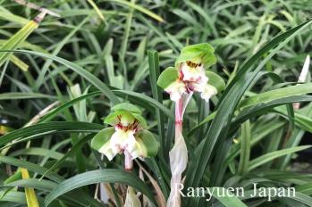 春蘭 蘭裕園 Ranyuen