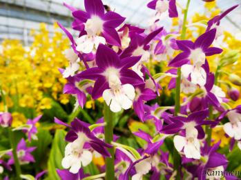 エビネ 蘭裕園 Ranyuen