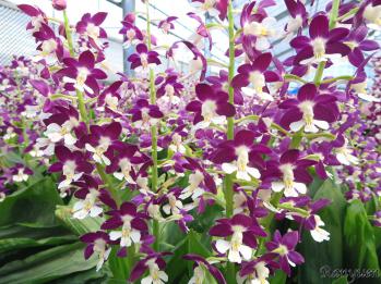 エビネ 蘭裕園 Ranyuen