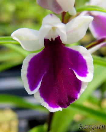 アワチドリ・夢ちどり 蘭裕園 Ranyuen