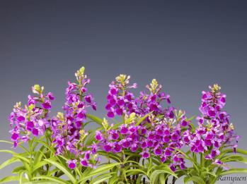 アワチドリ・夢ちどり 蘭裕園 Ranyuen