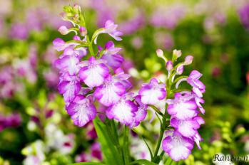 アワチドリ・夢ちどり 蘭裕園 Ranyuen