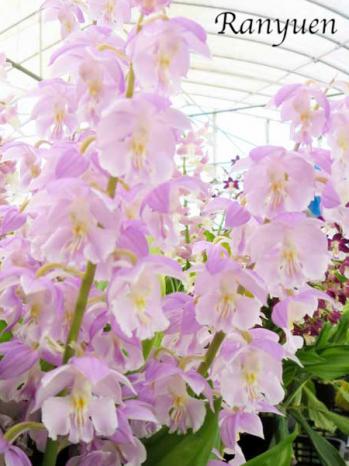 エビネ 蘭裕園 Ranyuen