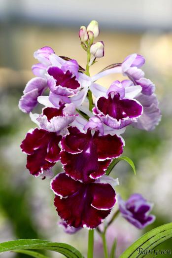 アワチドリ・夢ちどり 蘭裕園 Ranyuen