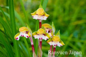 春蘭 蘭裕園 Ranyuen