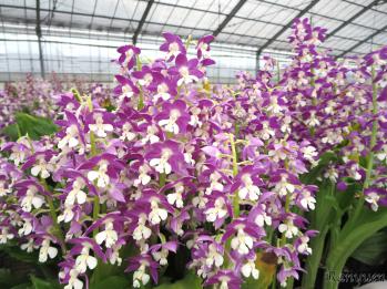 エビネ 蘭裕園 Ranyuen